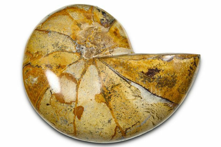 Polished Fossil Nautilus (Cymatoceras) - Madagascar #378982